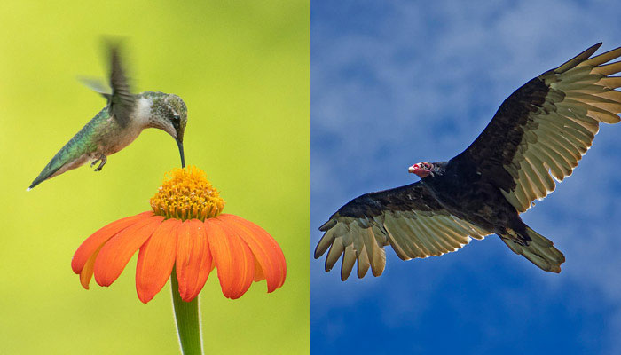 শকুন এবং হামিং বার্ড