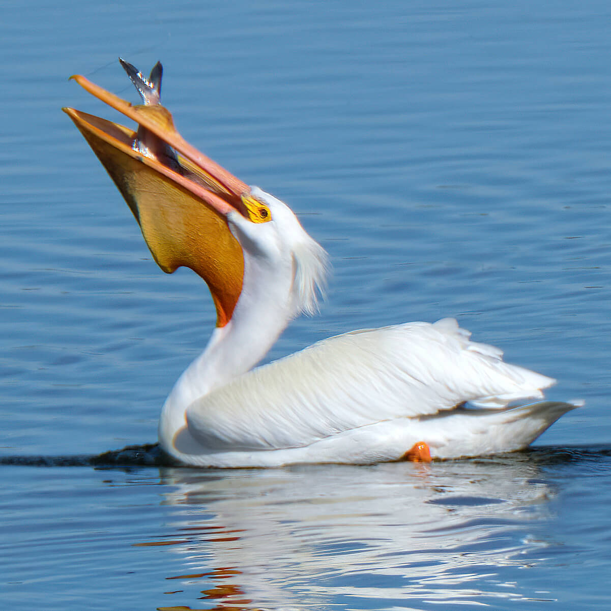 অনুপ্রেরণার গল্প (পেলিকান পাখির গল্প)
